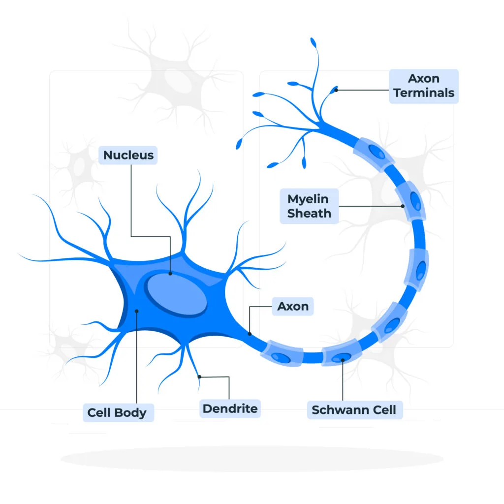 understanding gbs variants from nerve cell structure